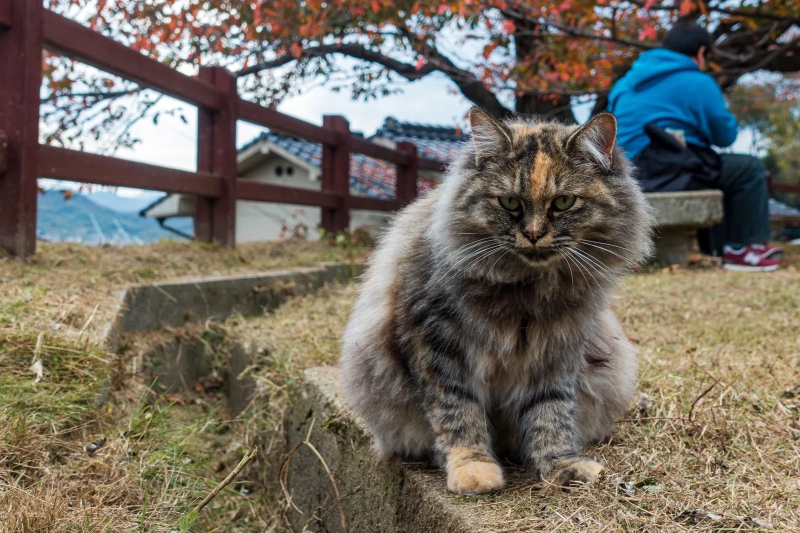 Japanese Cat Names With Real Meanings, From Japan's Own Rankings