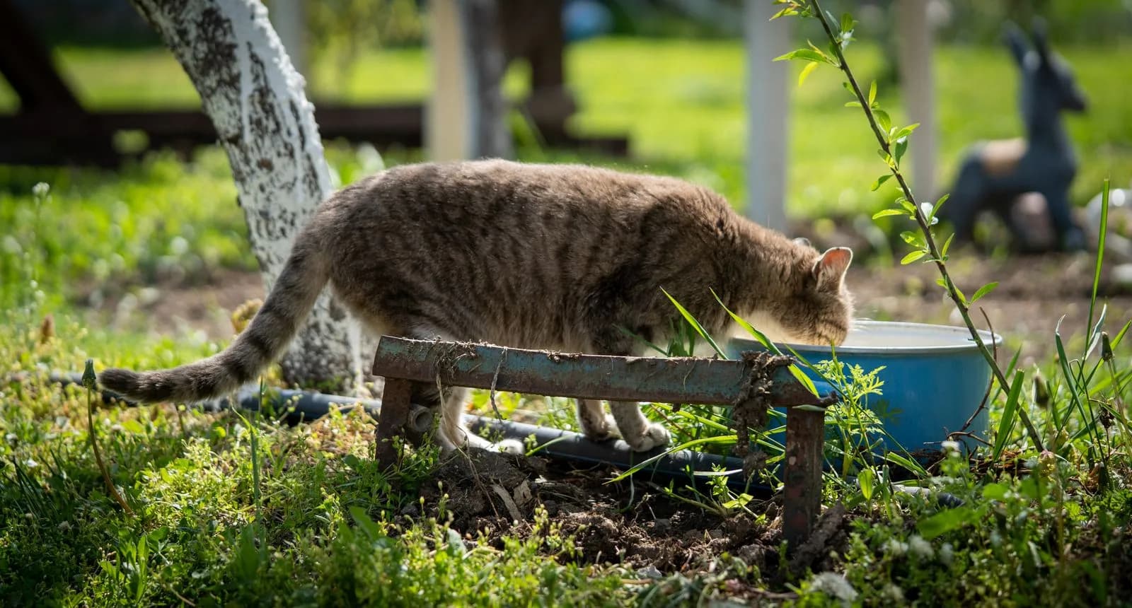 A tabby cat drinking water from a blue bowl in a sunny garden