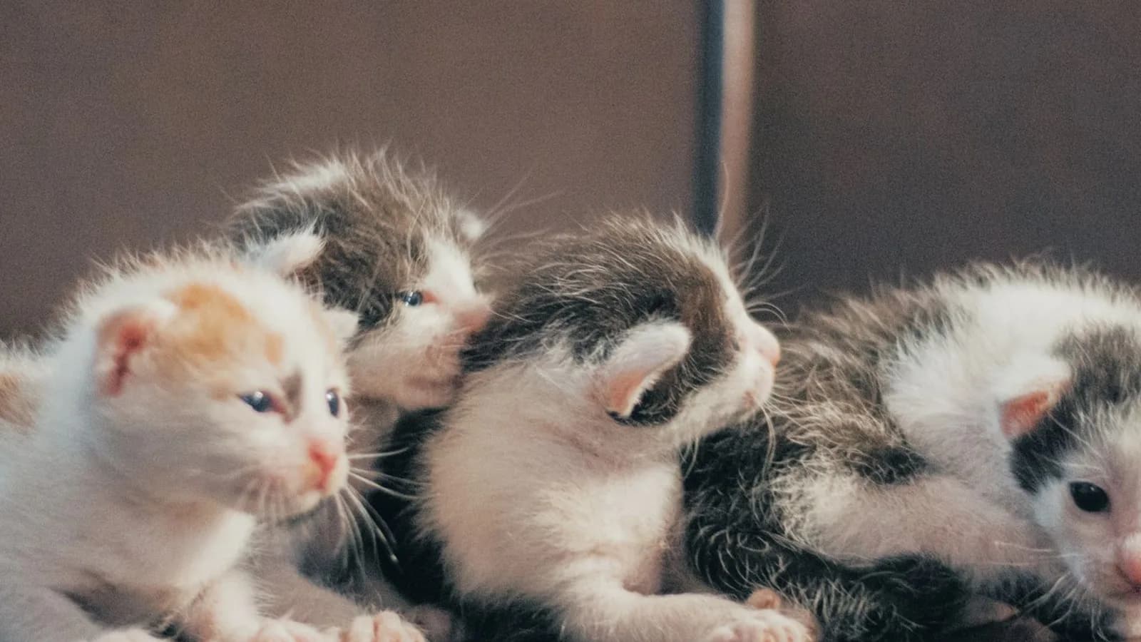 A litter of two-week-old kittens with newly opened blue eyes huddled together