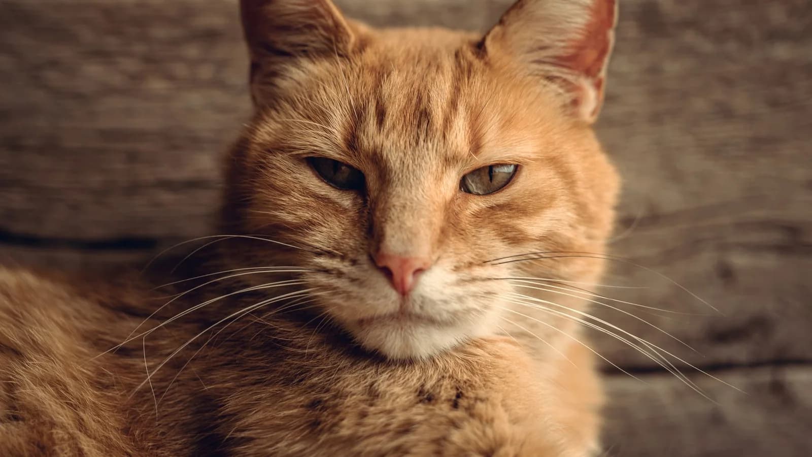 An orange tabby cat lying indoors, photographed close up, looking calmly towards the camera