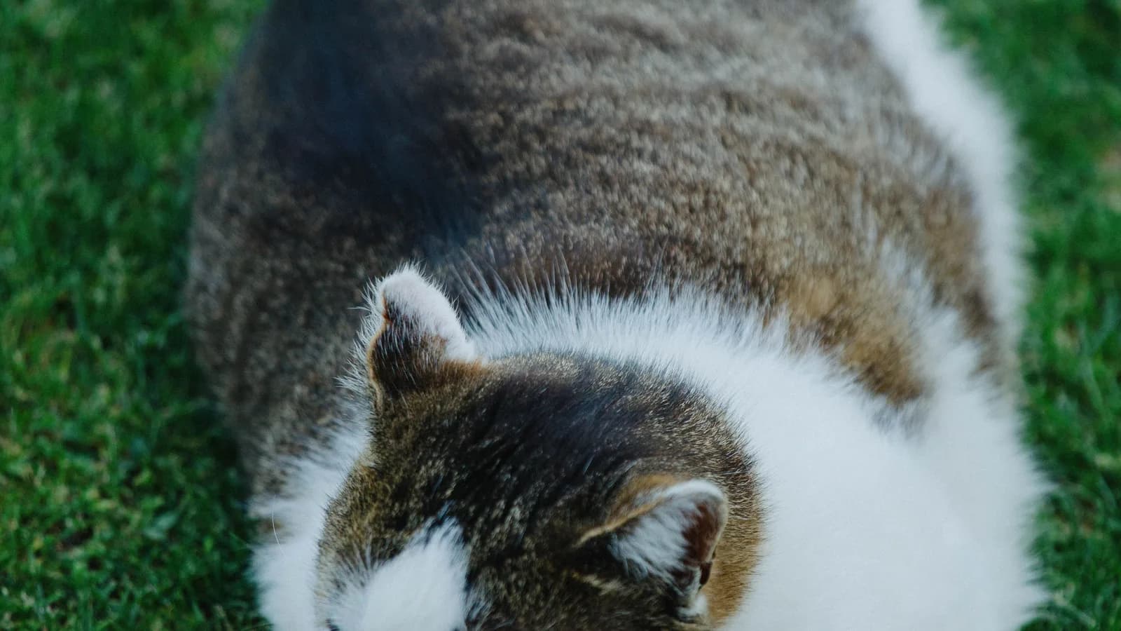 A visibly rounded white and tabby cat photographed from above on grass, no waistline visible