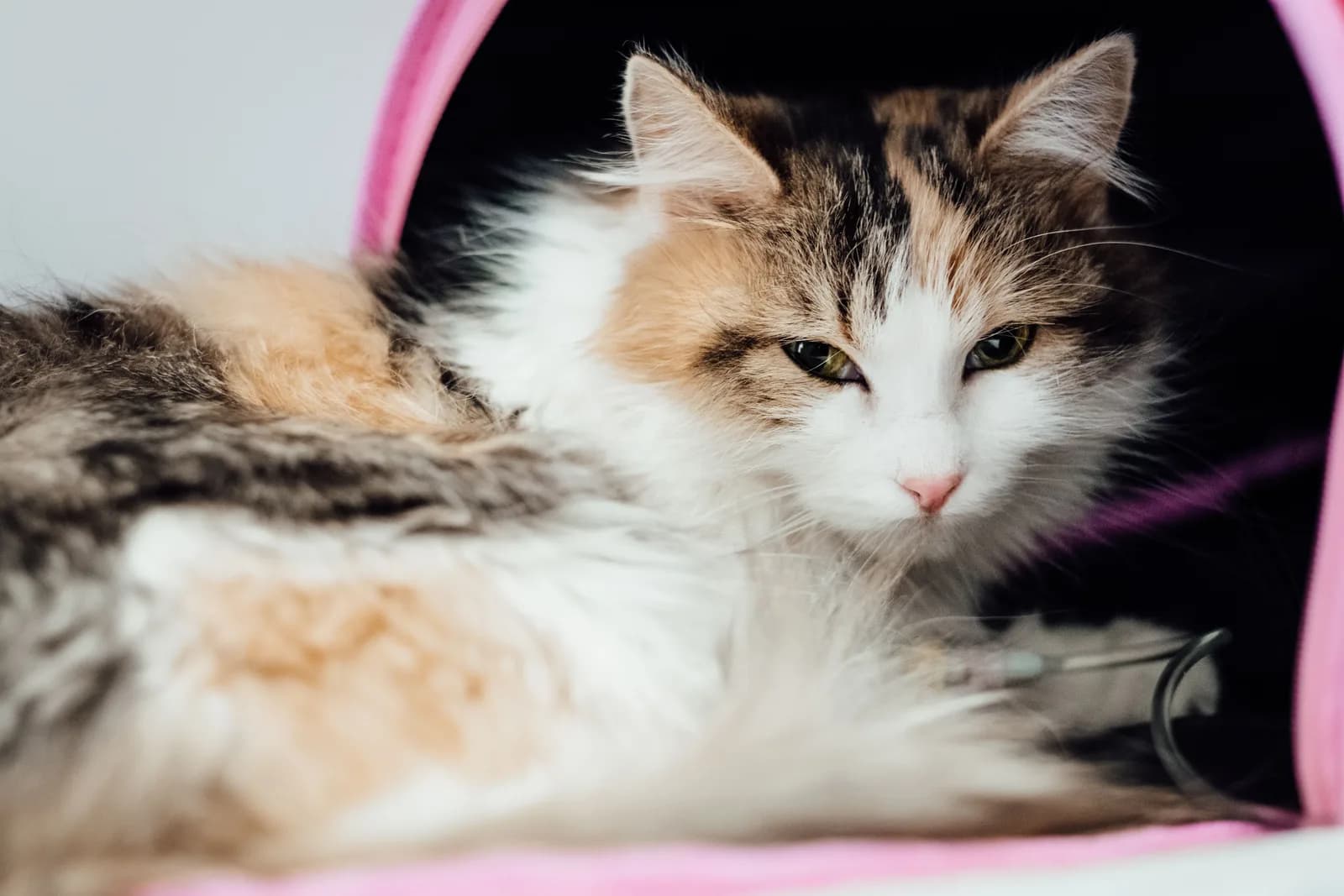 A long-haired calico cat lying in a pink carrier with half-closed eyes, looking unwell