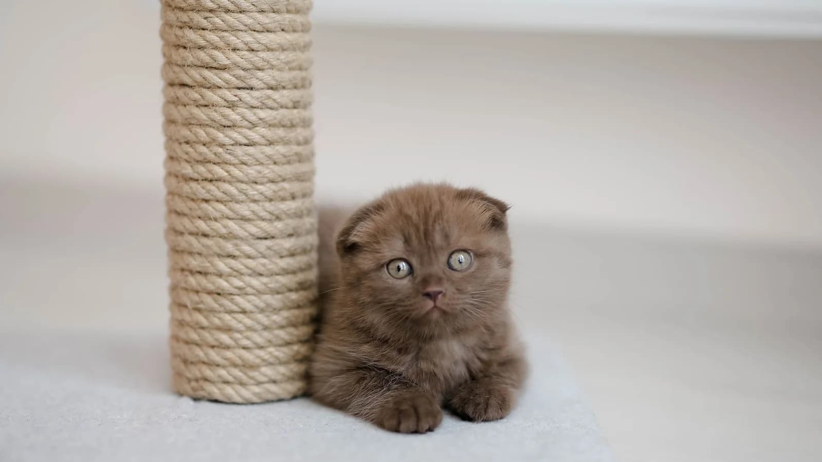 Cat Scratching Posts: What Cats Actually Use