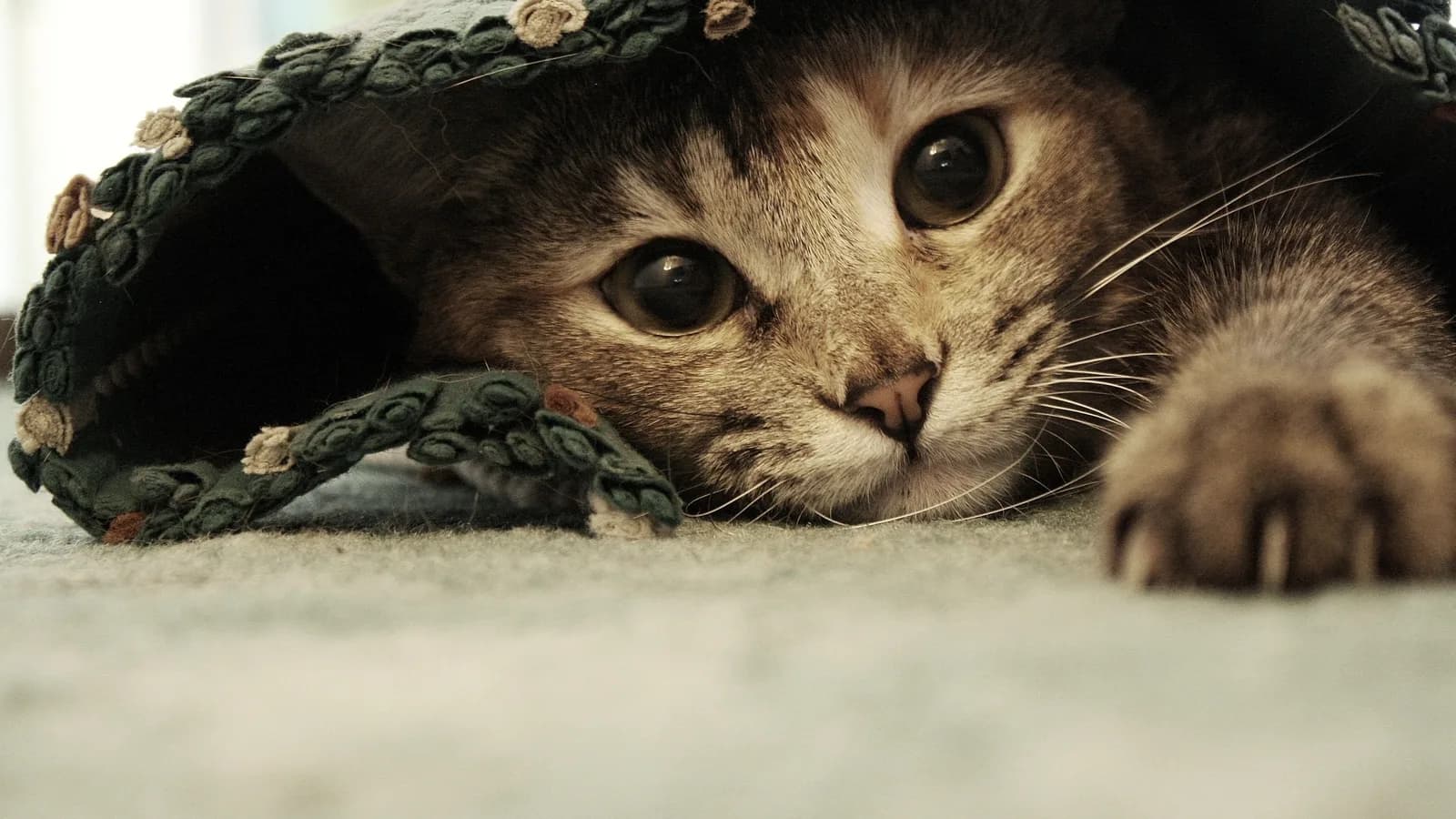 A tabby cat lying low and peeking out from under a raised rug, eyes wide