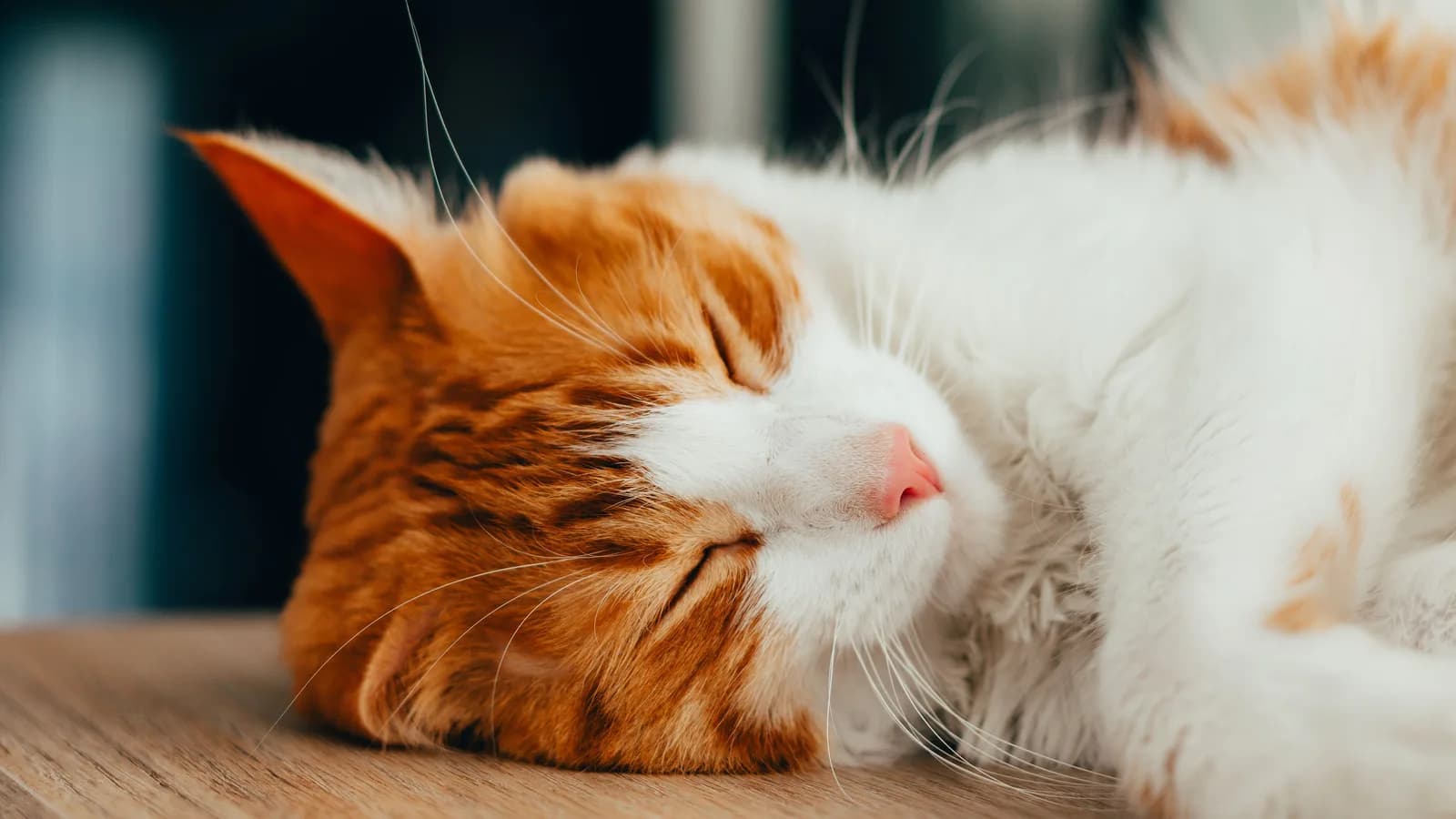 A ginger and white cat sleeping peacefully on a wooden surface indoors