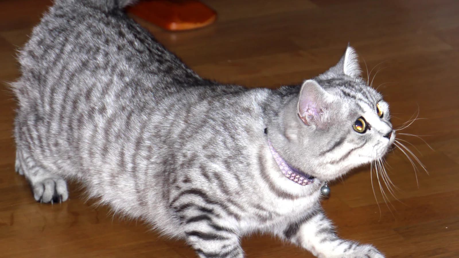 A silver mackerel tabby British Shorthair stretching low on a wooden floor, bold black stripes crisp on a silvery-white coat