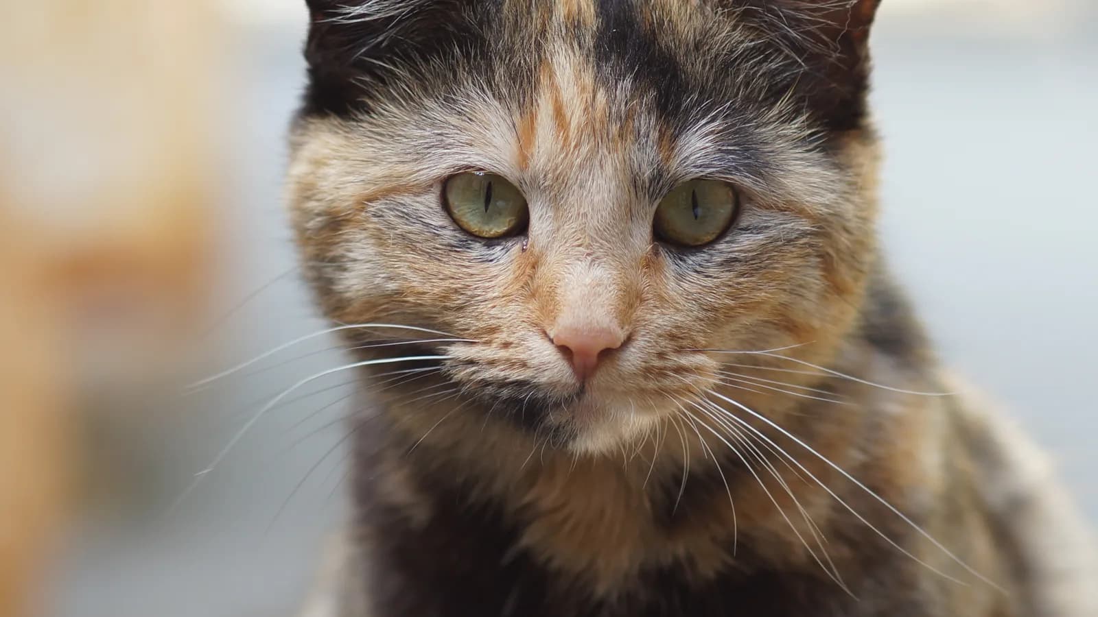Close-up portrait of a tortoiseshell cat's face, clearly separated blocks of black and orange fur, green eyes, blurred background