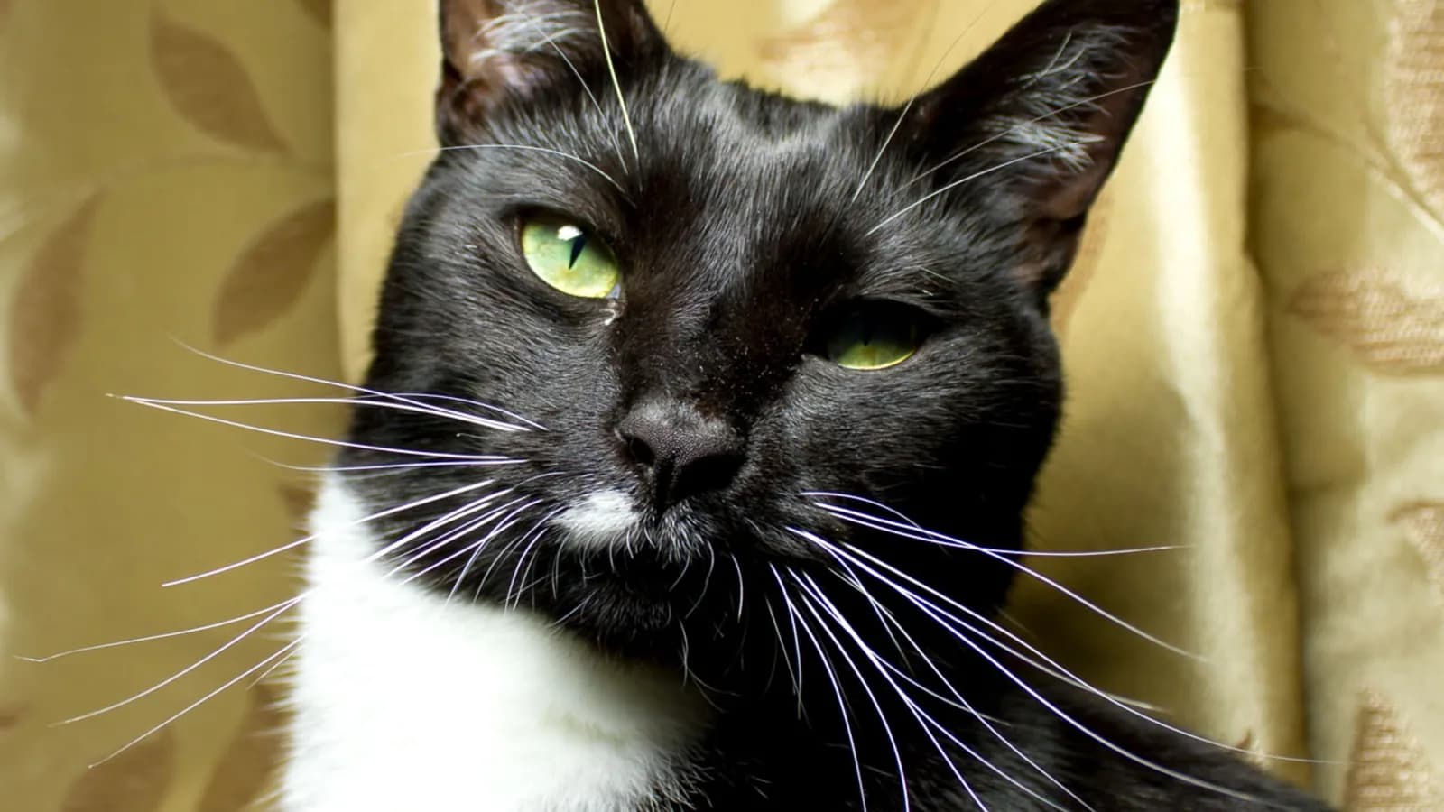 Black cat with a crisp white chest patch sitting against a gold leaf-patterned curtain, looking directly at the camera