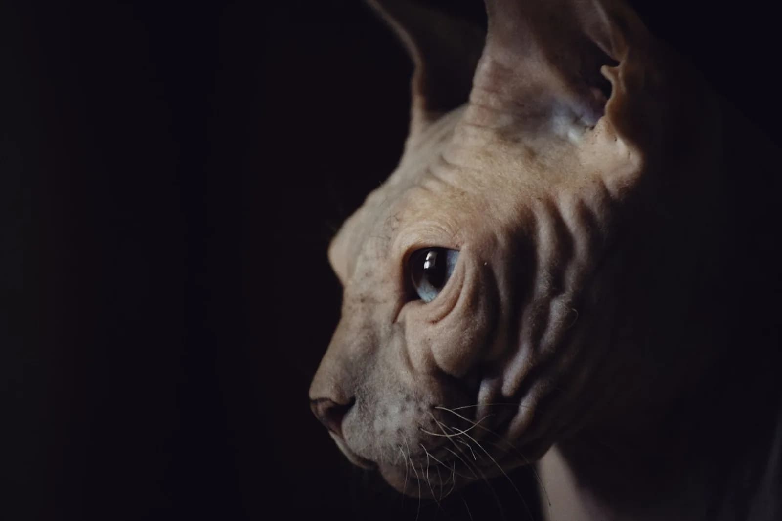 Unique Cat Names: The Rare Ones, With Their Origins