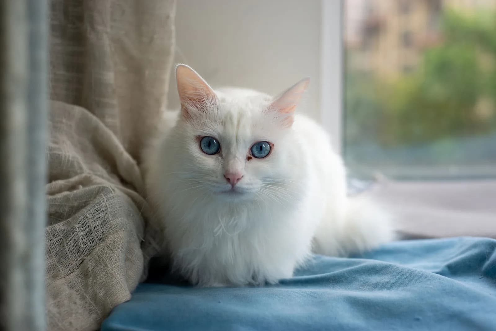 White Cat Names, With the Stories Behind Them