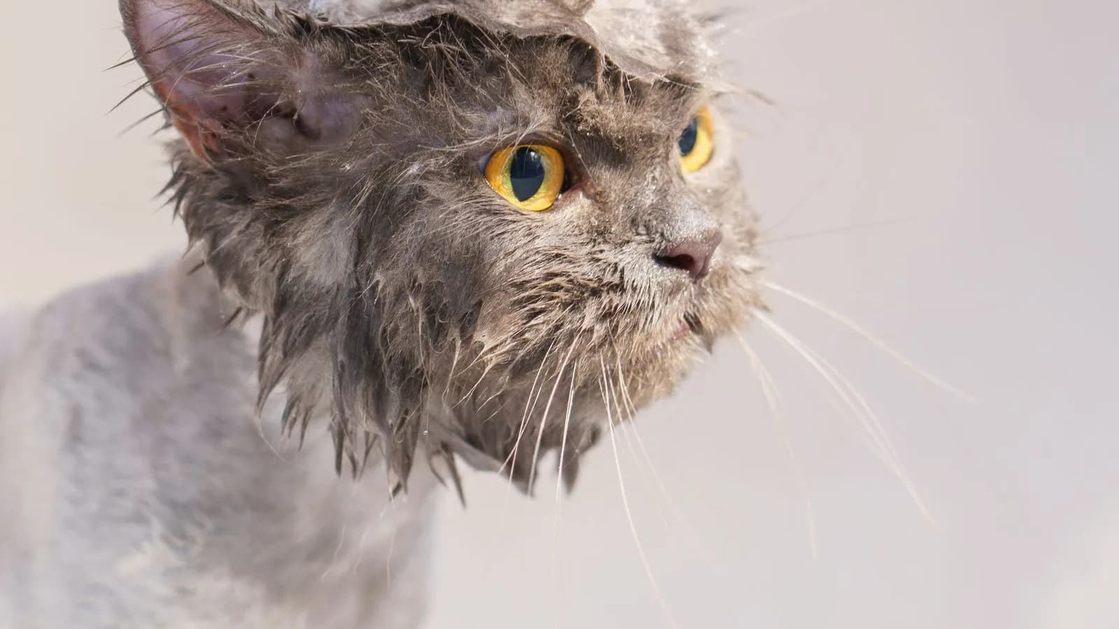 Why Do Cats Hate Water? A Dry Cat Is a Cat in Control