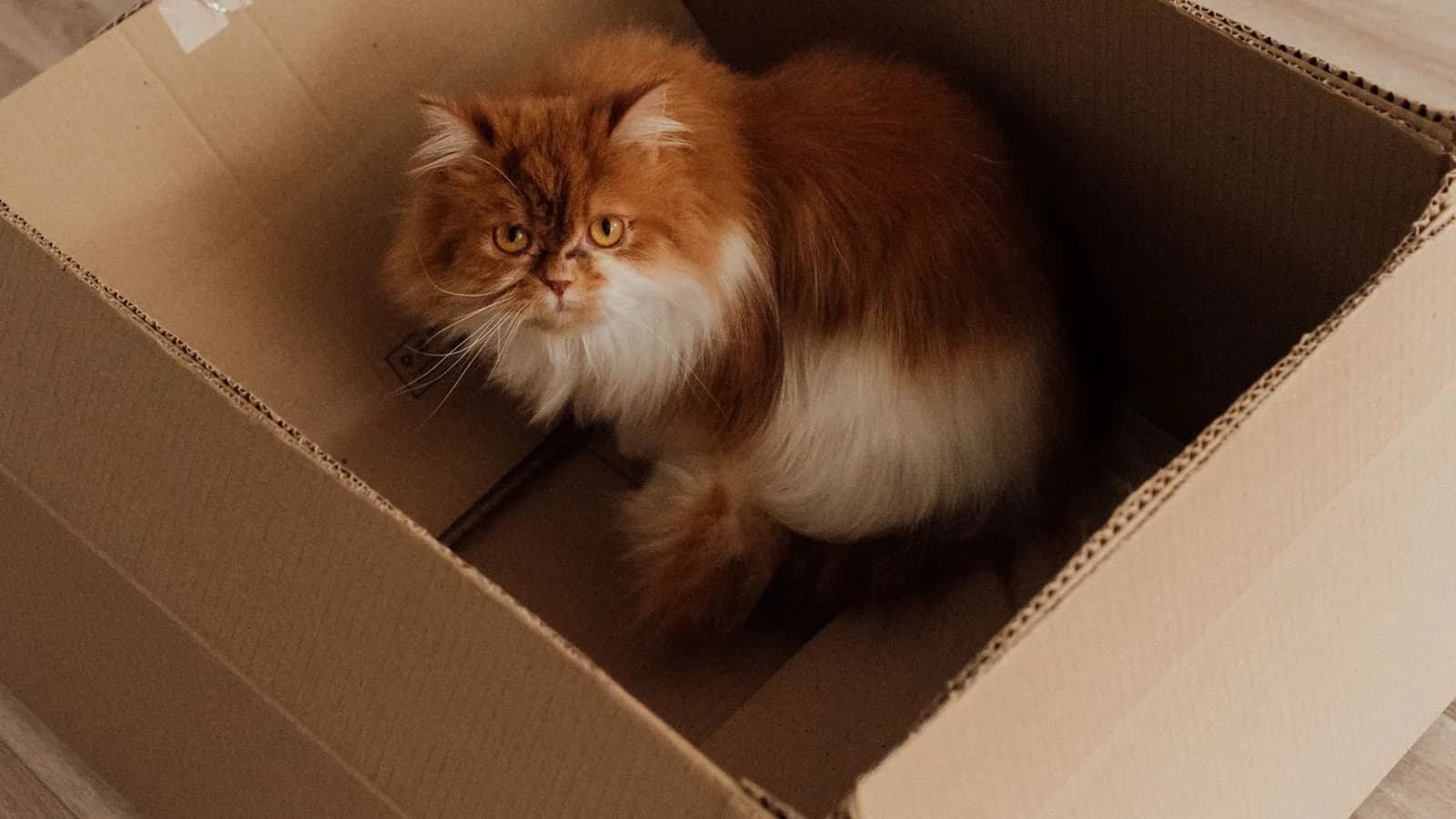 Why Do Cats Like Boxes? The Science of Sitting in Cardboard
