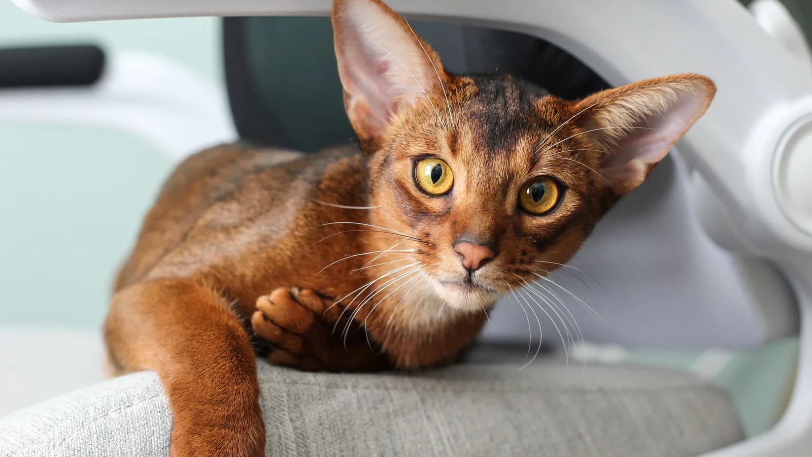 Ruddy Abyssinian relaxing indoors on a chair, the home setting where the allergy question actually gets decided