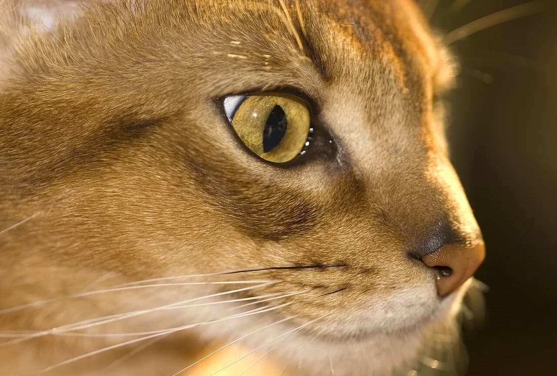 Close profile of an Abyssinian's gold eye and ticked coat in low light