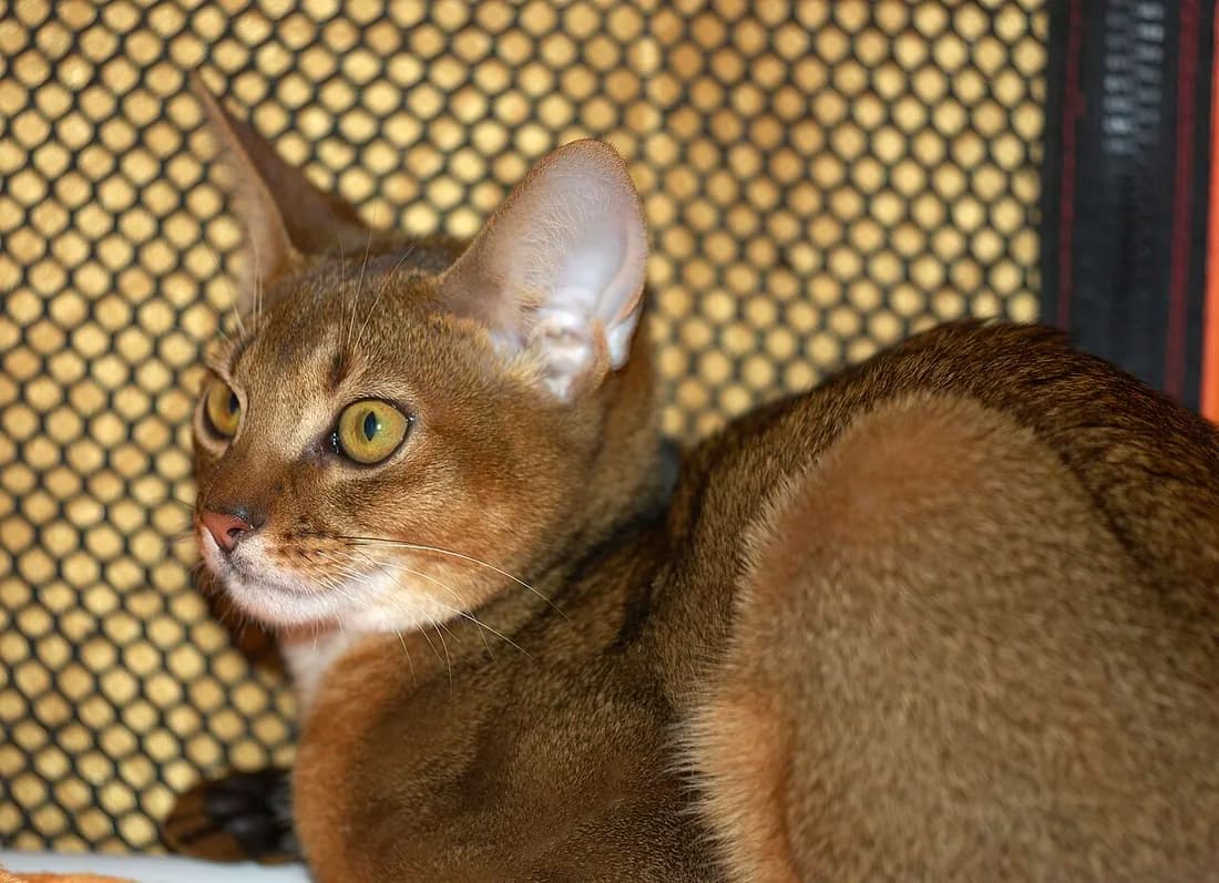 Ruddy Abyssinian resting at a cat show, looking off-frame