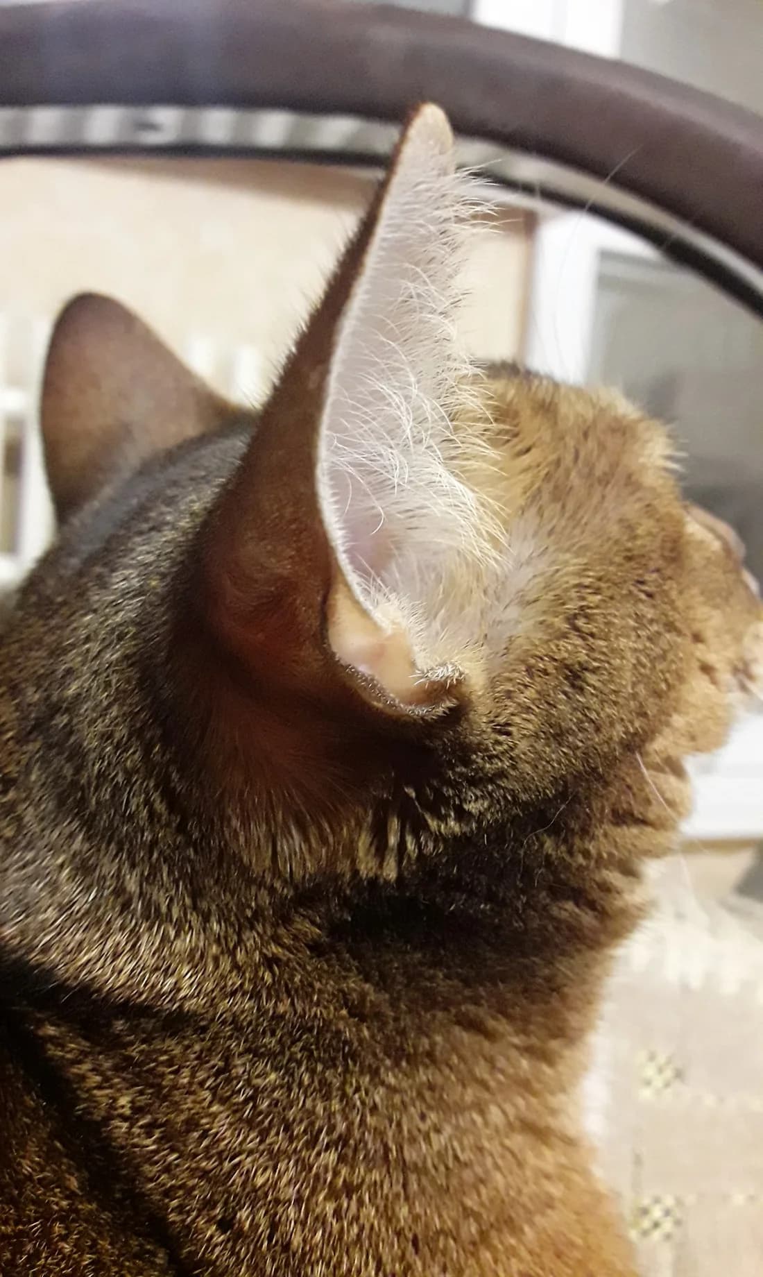 The back of an Abyssinian's large ear, showing the little fold breeders call the ear pocket