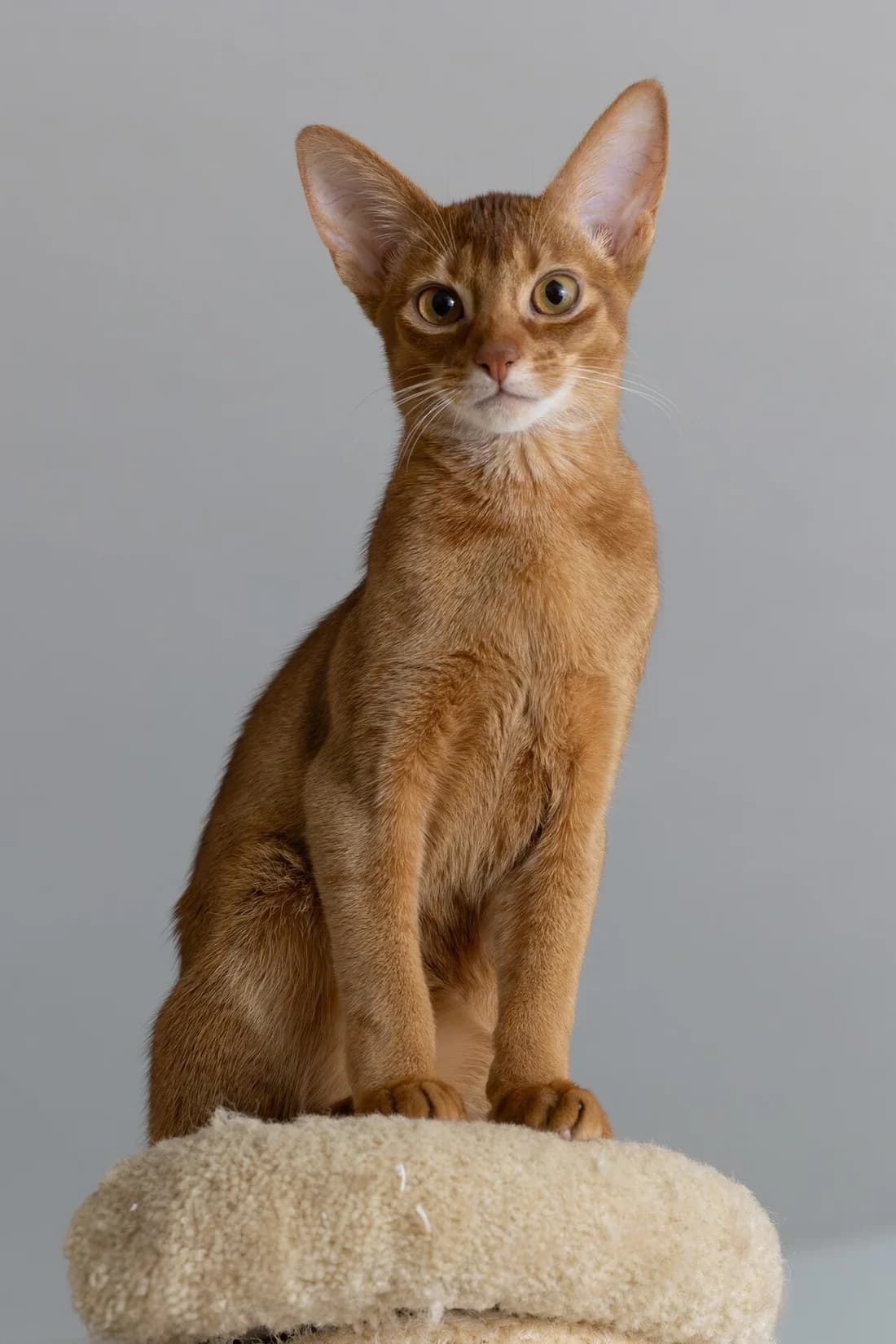 Young Abyssinian sitting tall on a cat tree, upright show posture