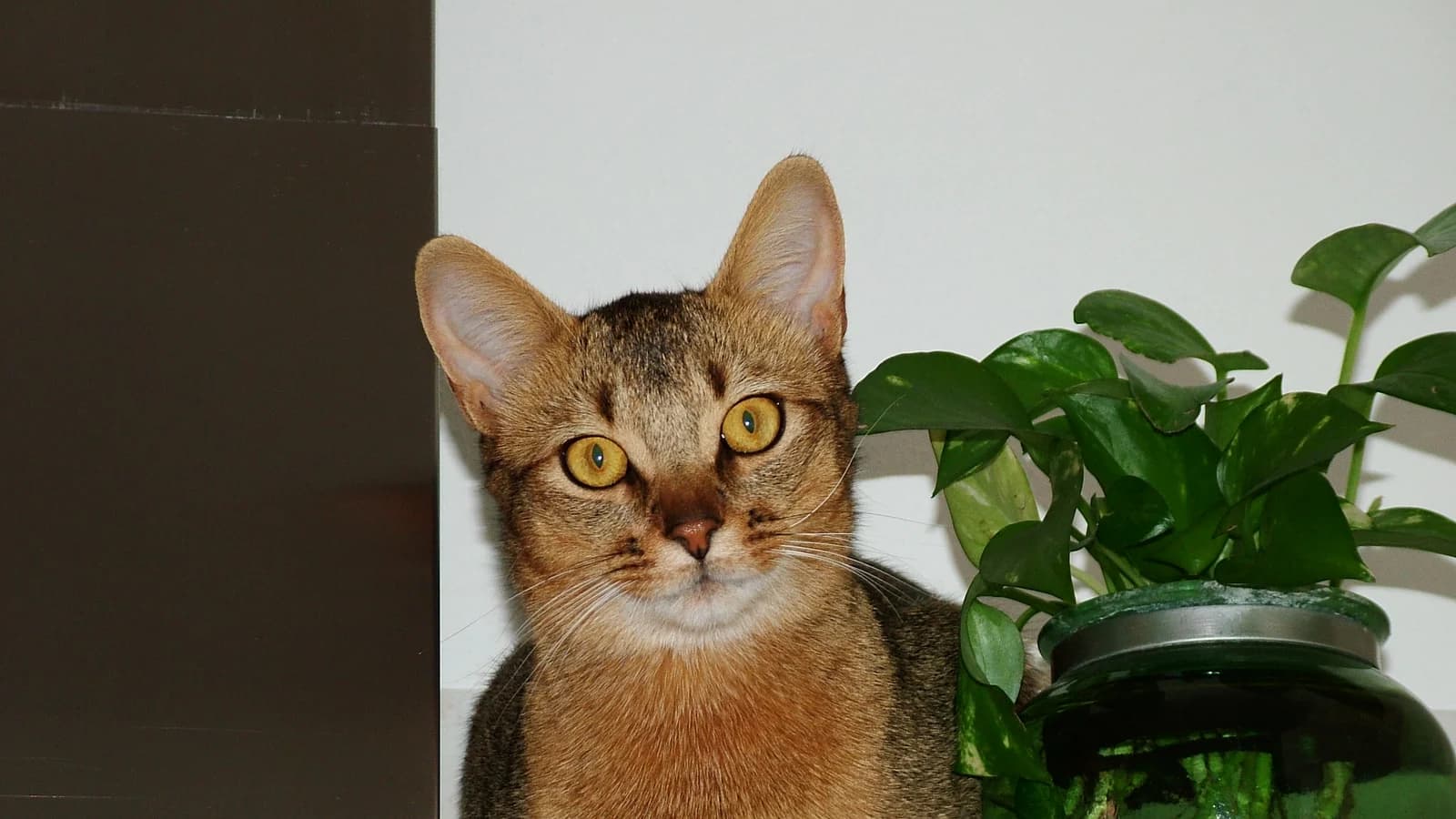 Ruddy Abyssinian cat with amber eyes and large ears, the breed's signature ticked coat in warm light