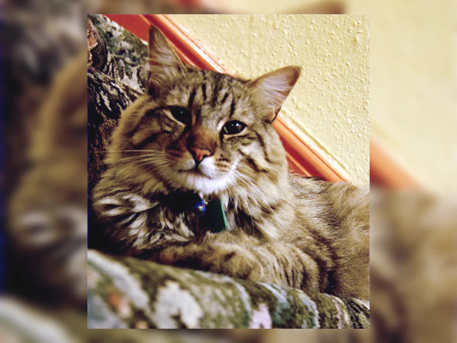 Shaggy-coated brown tabby American Bobtail lounging on an armchair