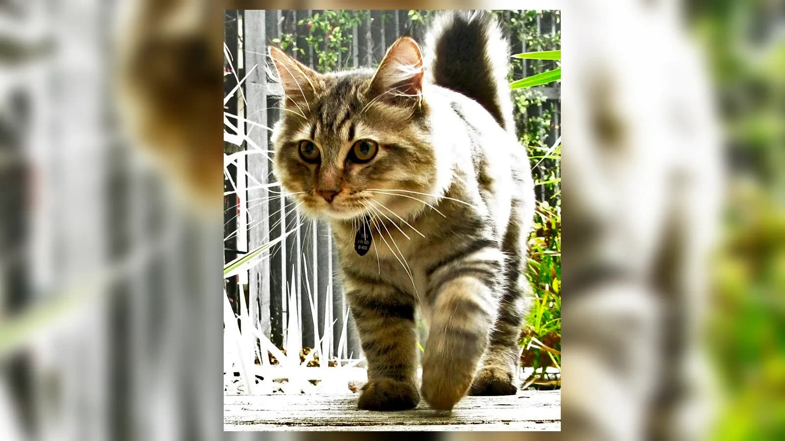 Brown tabby American Bobtail walking toward the camera, its short bobbed tail carried up