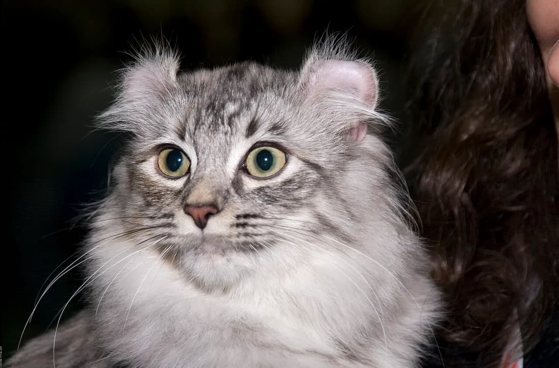 Silver tabby American Curl close-up, ears curled back and green-gold eyes
