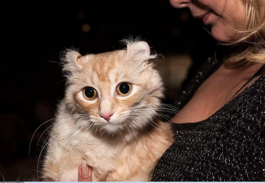 Cream tabby American Curl cat with distinctive curled back ears, held by a person