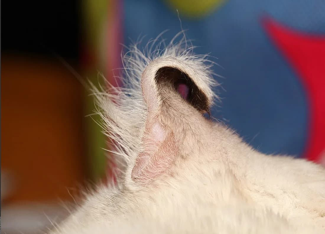 Close up of an American Curl's back curled ear on a white cat