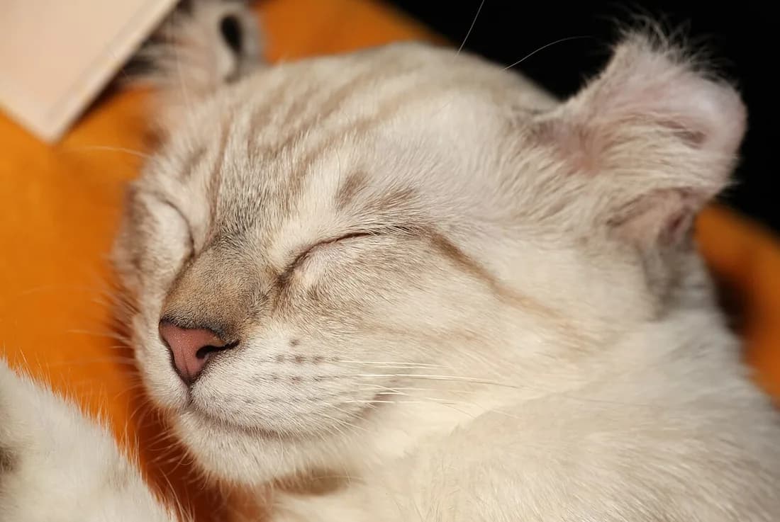 Cream American Curl cat asleep close-up, its curled-back ears visible above a relaxed face