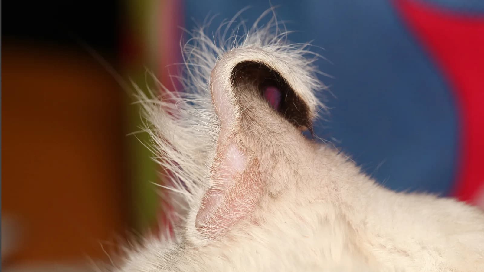 Extreme close-up of a white American Curl's backward-curling ear