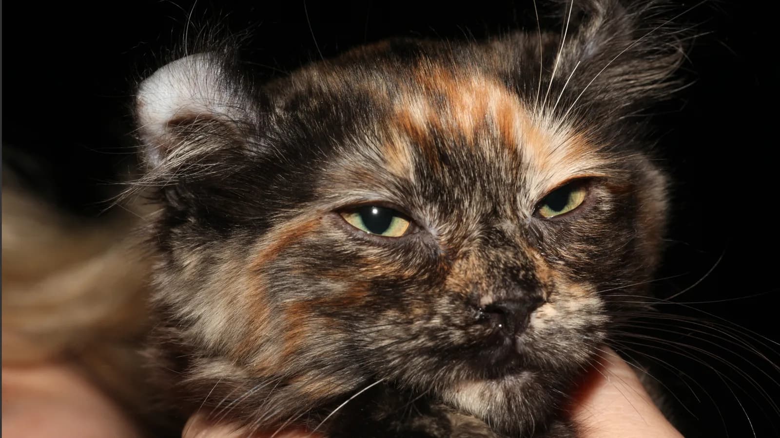 Tortie American Curl with ears curving BACK, the direction that separates its genetics from the Fold's
