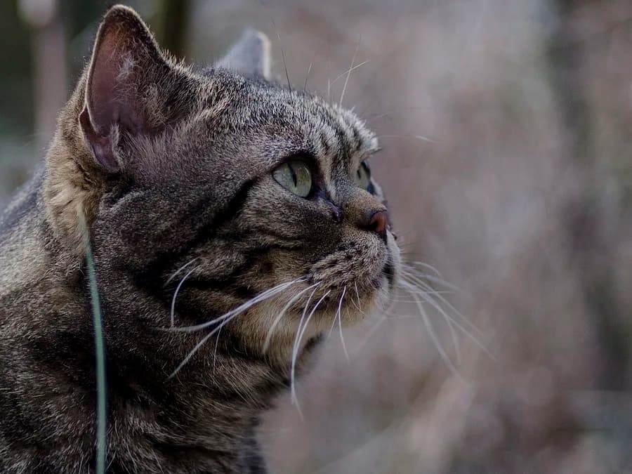 American Shorthair portrait with the breed's oval, longer-than-wide head
