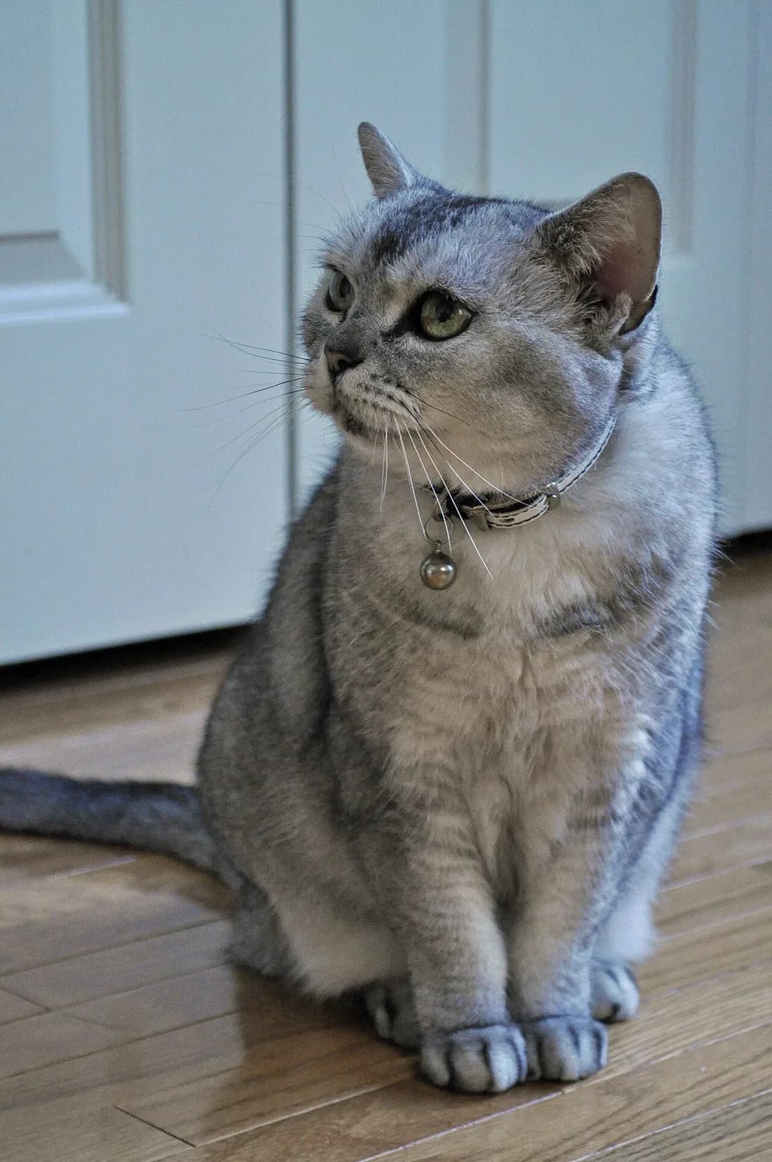 A 14-year-old American Shorthair resting, the longevity the breed is known for