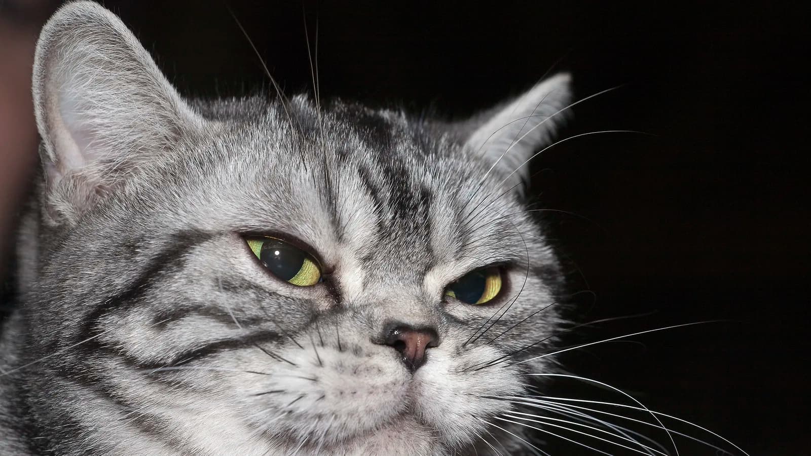 Silver classic tabby American Shorthair show cat in close portrait, green eyes on a black background