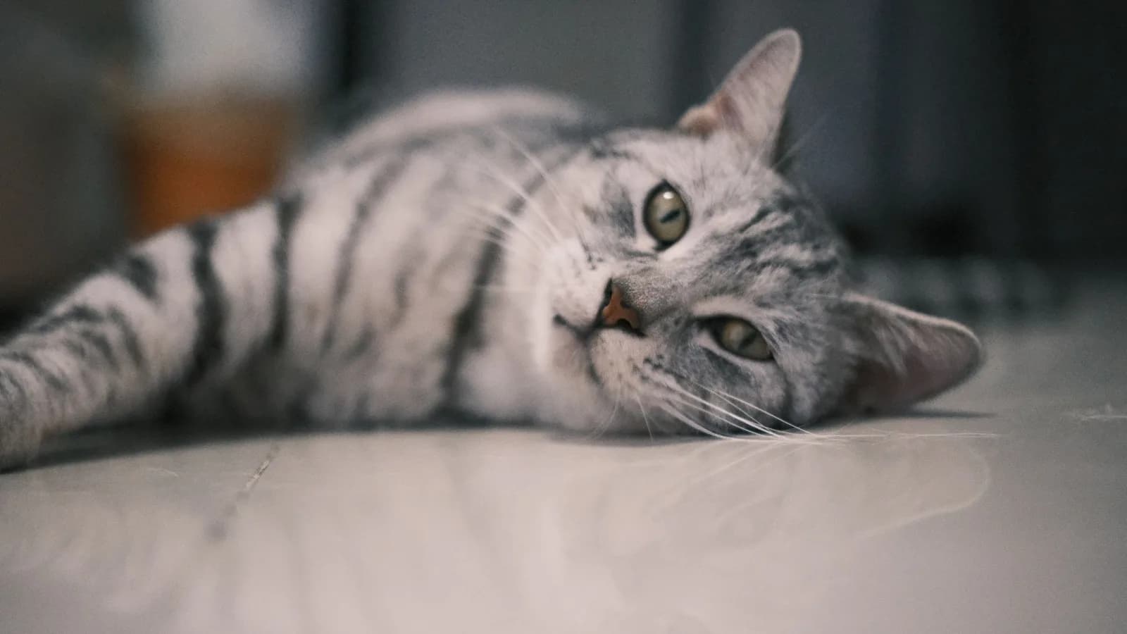 Relaxed silver tabby American Shorthair lying on the floor, the pedigreed original of a look most cats wear without papers