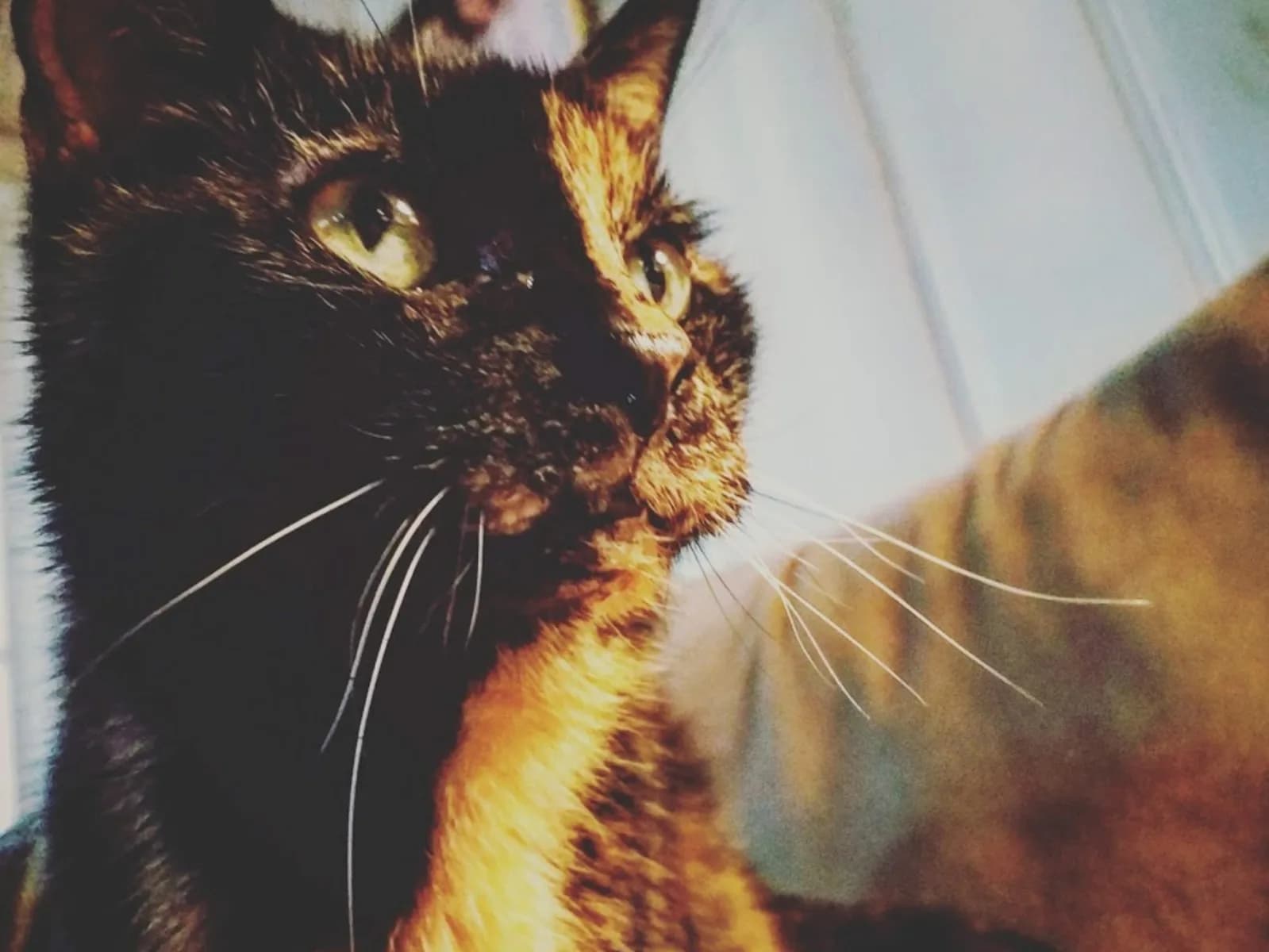 Dark tortie American Wirehair in warm window light