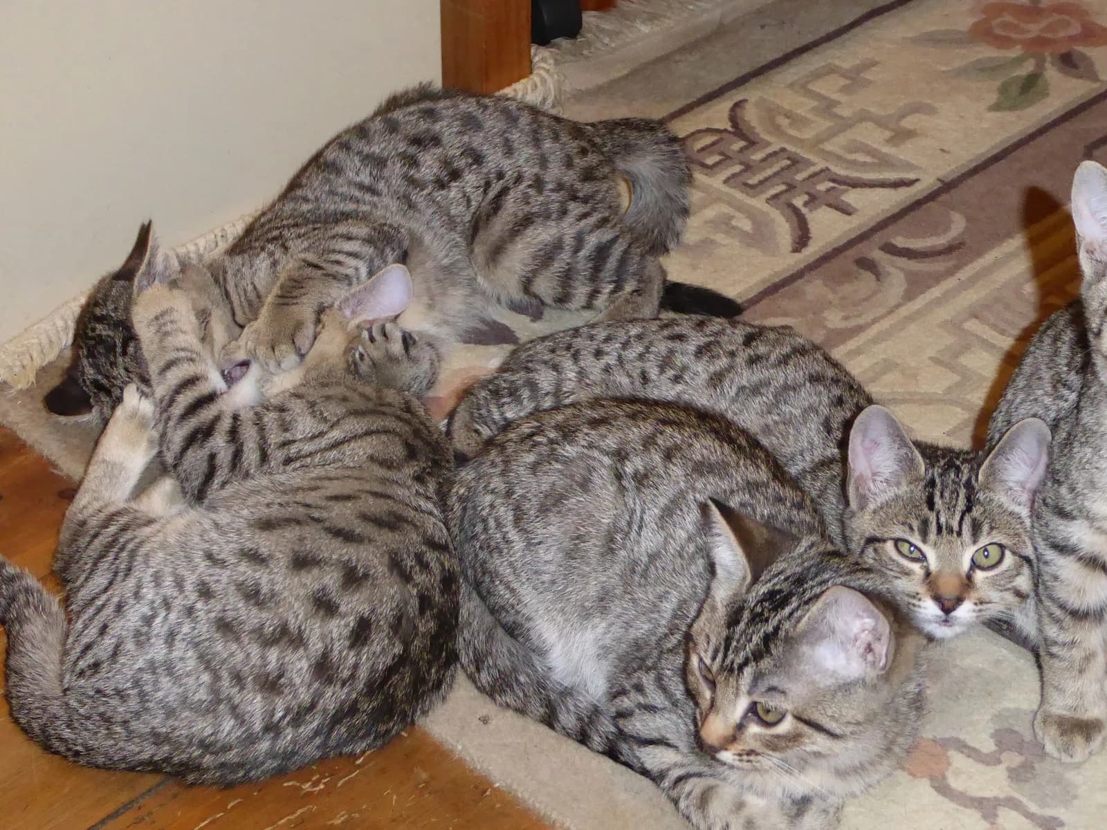 A litter of spotted Australian Mist crosses resting together, from the founder's own archive