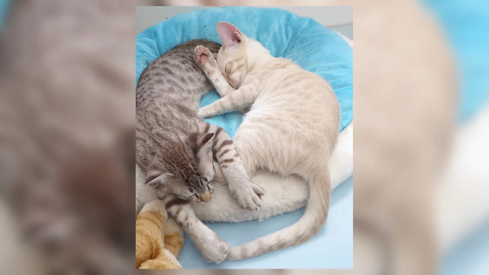 Two Australian Mists curled together in a blue bed, a brown spotted and a gold, the founder's own photo