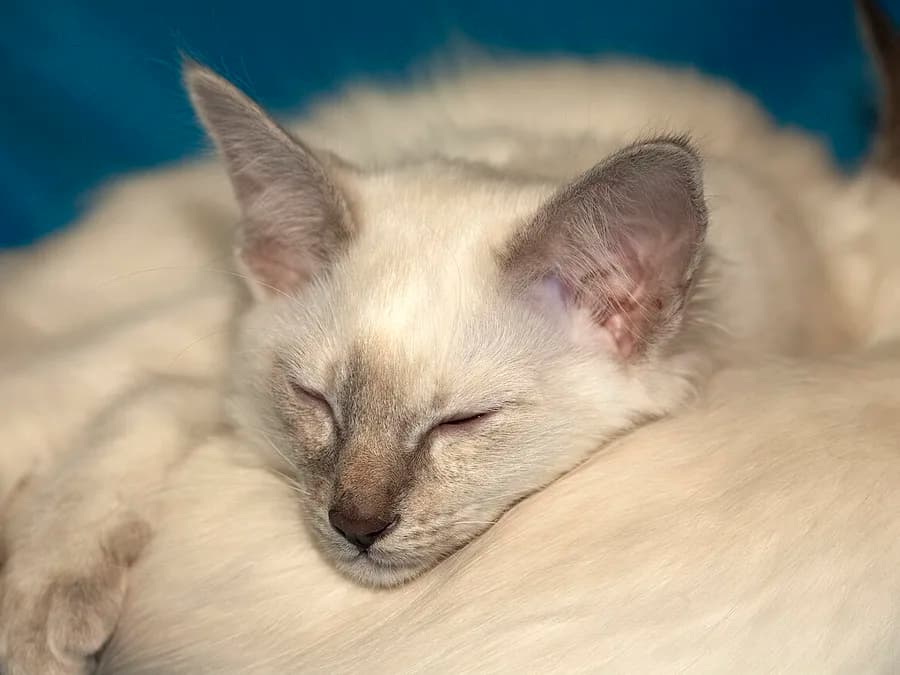 Seal point Balinese kitten sleeping curled against another cat's long fur