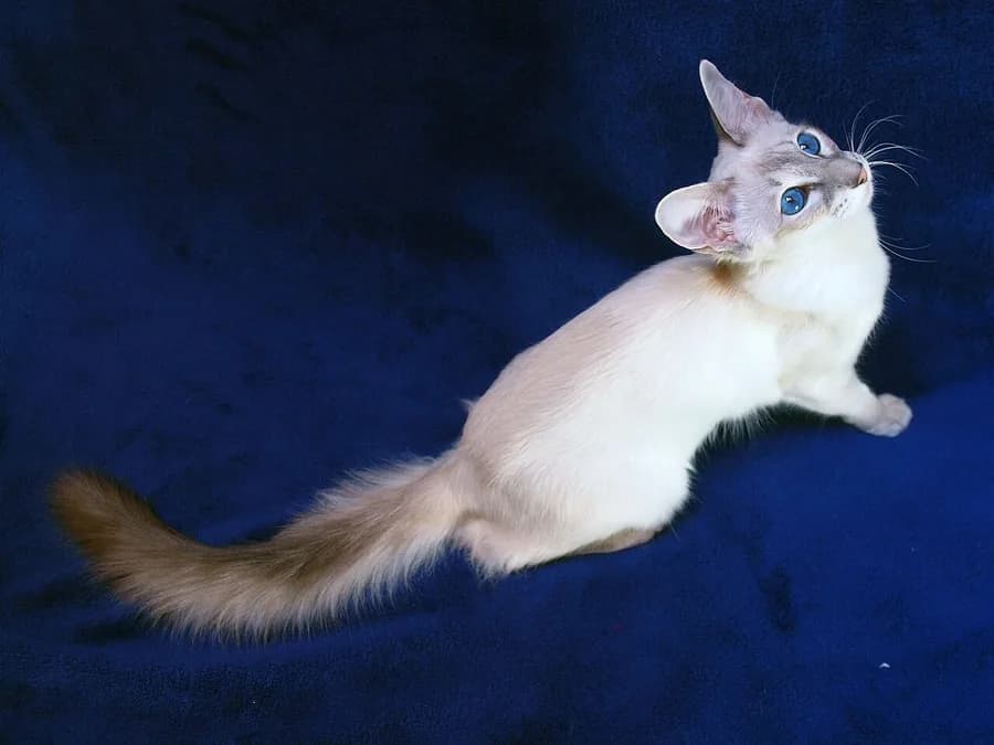 Seal point Balinese cat with a plumed tail, looking up against a dark blue background
