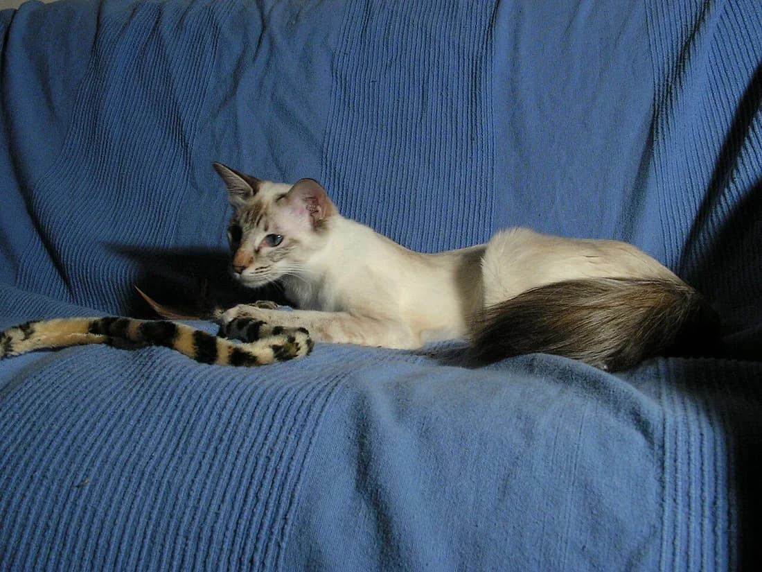 Seal point Balinese kitten lying on a blue couch, plumed tail draped beside it