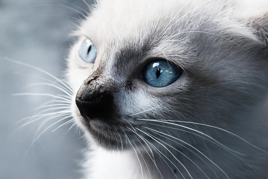 Extreme close-up of a Balinese cat's face, vivid blue eyes and pale silky fur with long whiskers