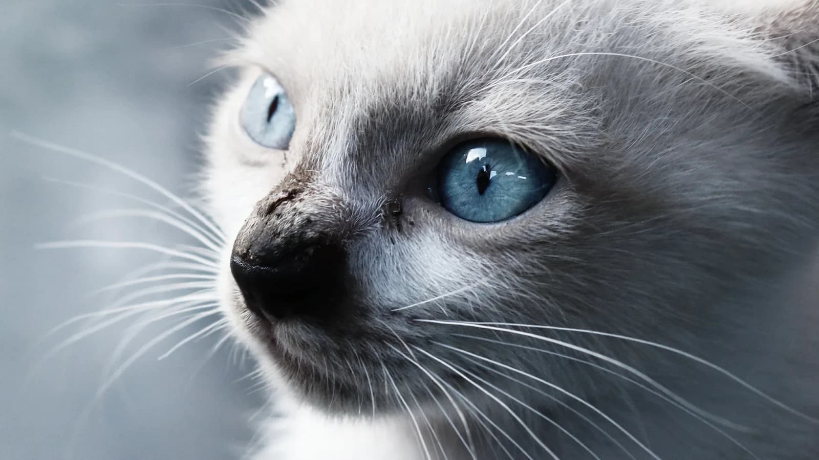Balinese cat close-up: blue eyes and the silky pointed coat of the semi-longhair Siamese family