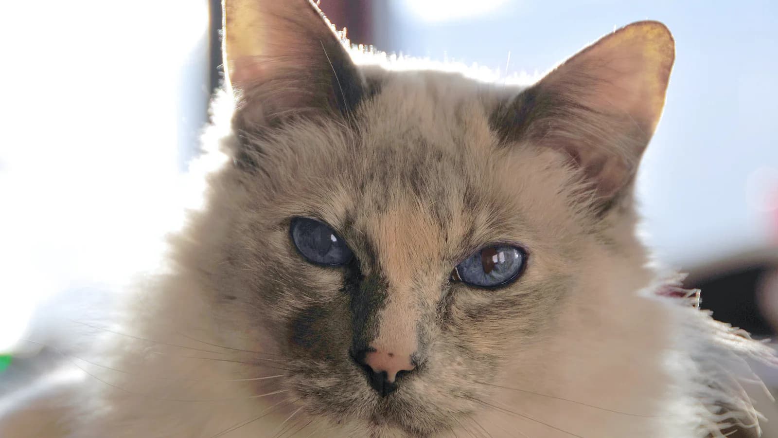 Balinese cat face close-up with blue eyes and the silky single coat the allergy myth leans on