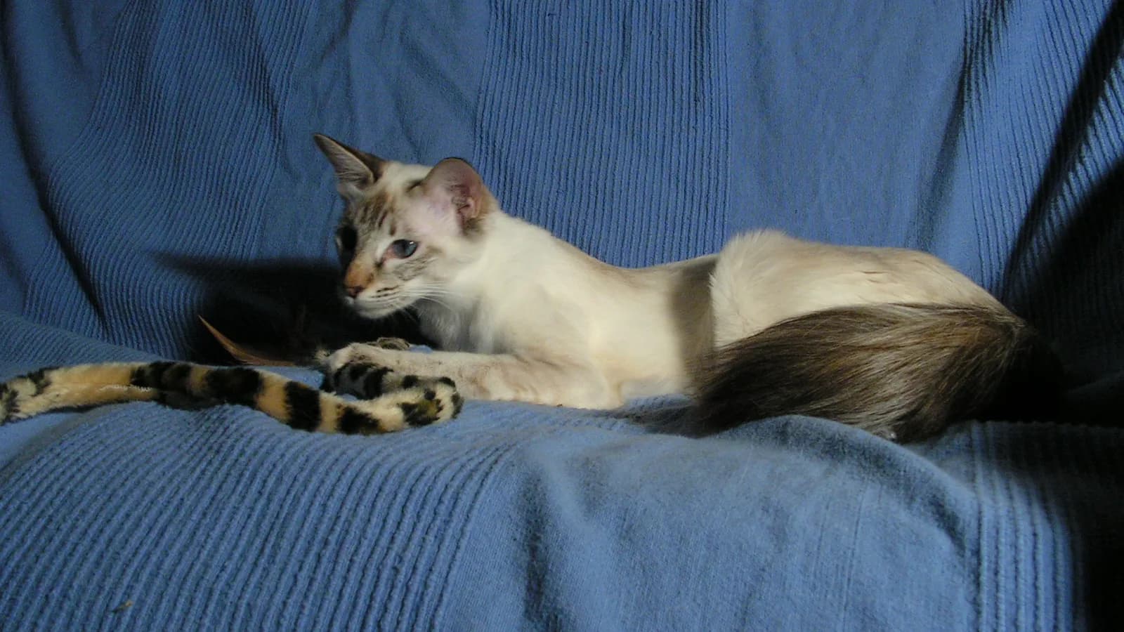 Lynx point Balinese lounging with the plumed tail: a tabby-pointed extended color, the CFA Javanese division's territory