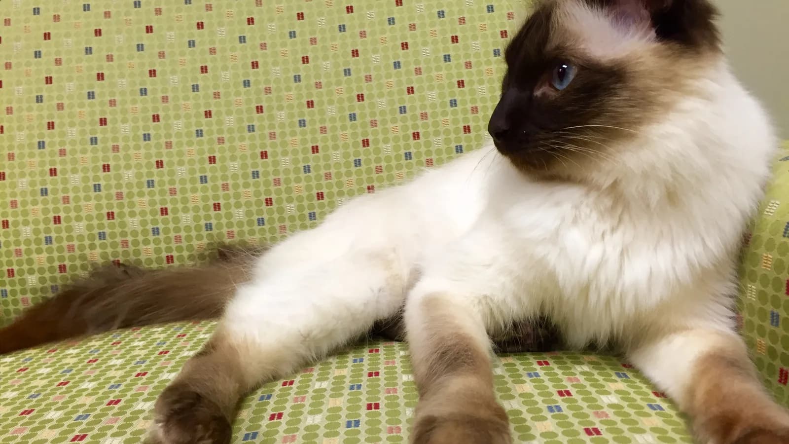 Chocolate point Balinese lounging with the semi-long single coat and blue eyes: the one-axis difference from the Siamese