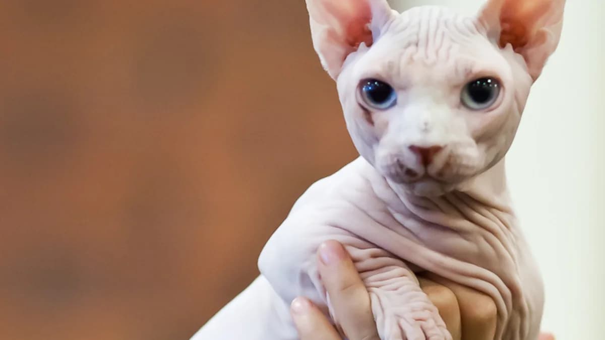 A young Bambino cat held up at a cat show, hairless wrinkled skin and blue eyes