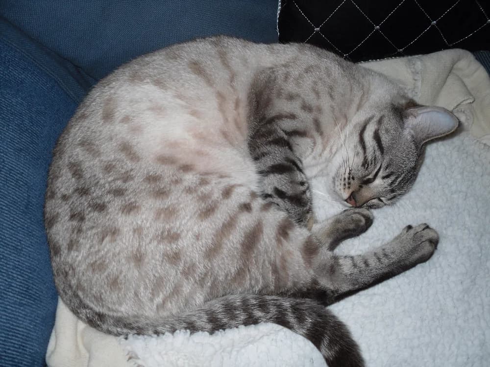 Snow Bengal curled asleep on a fleece blanket, pale spotted coat and striped tail