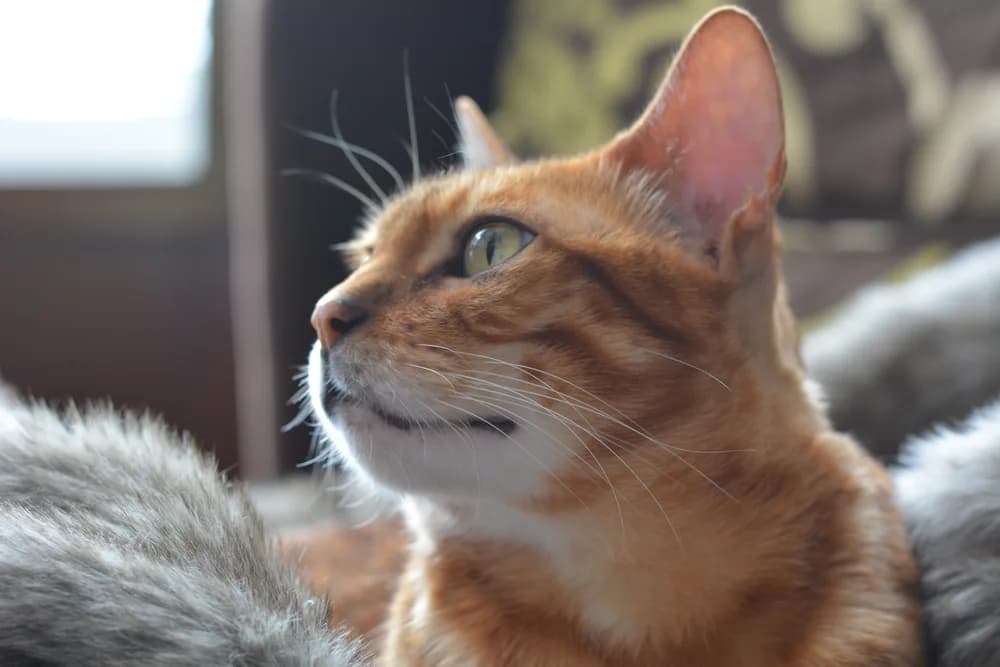 Close-up of a Bengal's face in profile looking up, whiskers backlit
