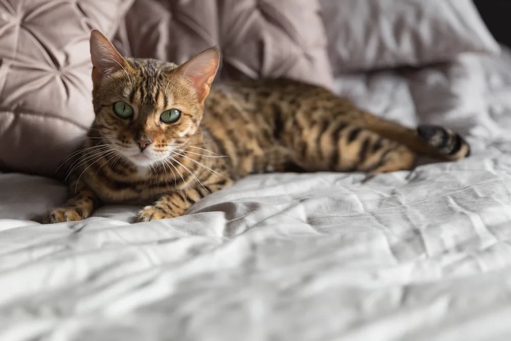 Green-eyed brown rosetted Bengal lying on a grey quilted bed