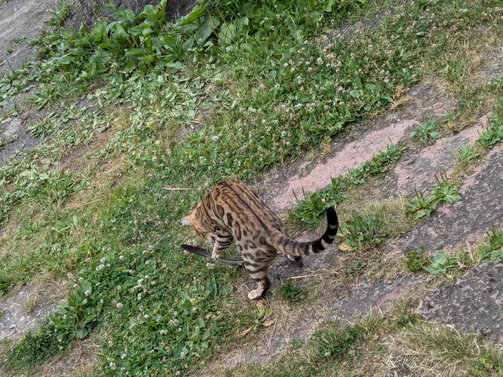Bengal cat playing with a feather on a grassy slope, seen from above, ringed tail raised